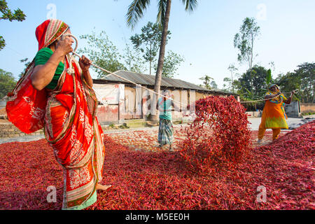 Labeurs sont se déploie pour le séchage des piments rouges dans l'usine sur le côté de la rivière Jamuna de Char à Sariakandi, à Bogra, Bangladesh. Banque D'Images