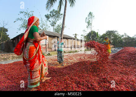 Labeurs sont se déploie pour le séchage des piments rouges dans l'usine sur le côté de la rivière Jamuna de Char à Sariakandi, à Bogra, Bangladesh. Banque D'Images