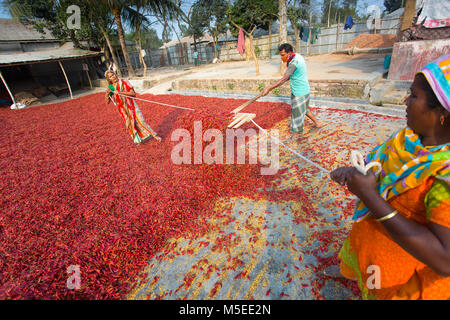 Labeurs sont se déploie pour le séchage des piments rouges dans l'usine sur le côté de la rivière Jamuna de Char à Sariakandi, à Bogra, Bangladesh. Banque D'Images