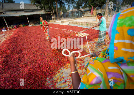 Labeurs sont se déploie pour le séchage des piments rouges dans l'usine sur le côté de la rivière Jamuna de Char à Sariakandi, à Bogra, Bangladesh. Banque D'Images