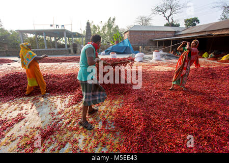 Labeurs sont se déploie pour le séchage des piments rouges dans l'usine sur le côté de la rivière Jamuna de Char à Sariakandi, à Bogra, Bangladesh. Banque D'Images