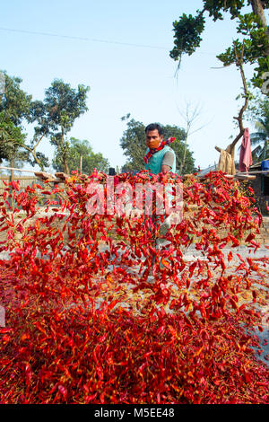 Labeurs sont se déploie pour le séchage des piments rouges dans l'usine sur le côté de la rivière Jamuna de Char à Sariakandi, à Bogra, Bangladesh. Banque D'Images