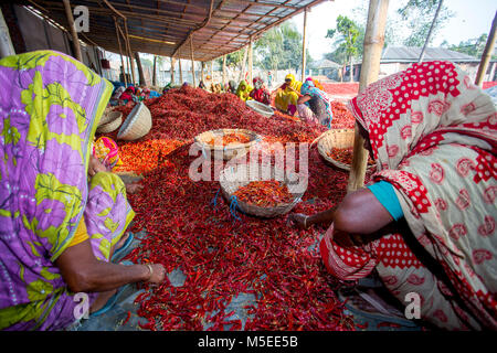 Labeurs sont se déploie pour le séchage des piments rouges dans l'usine sur le côté de la rivière Jamuna de Char à Sariakandi, à Bogra, Bangladesh. Banque D'Images