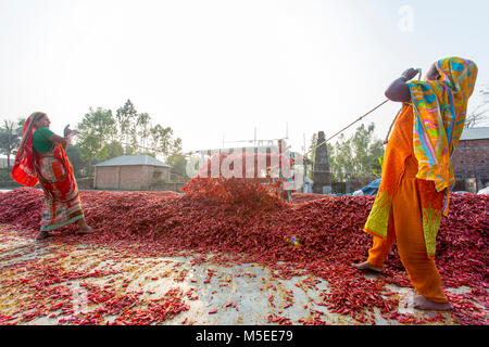 Labeurs sont se déploie pour le séchage des piments rouges dans l'usine sur le côté de la rivière Jamuna de Char à Sariakandi, à Bogra, Bangladesh. Banque D'Images