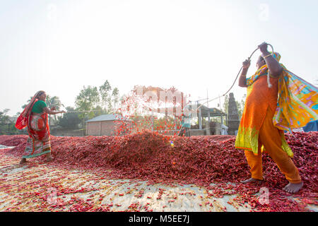 Labeurs sont se déploie pour le séchage des piments rouges dans l'usine sur le côté de la rivière Jamuna de Char à Sariakandi, à Bogra, Bangladesh. Banque D'Images