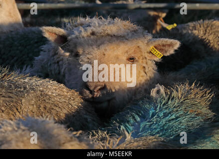 Close up of sheep Southdown au stylo Hempstead Marsh, Eccles-sur-Mer, Norfolk, UK Décembre Banque D'Images