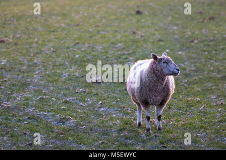 Flintshire, Pays de Galles, Royaume-Uni 23 février 2018, UK Weather : Les températures commencent déjà à tomber comme une masse d'air arctique se dirige vers le Royaume-Uni appelé bête de l'Est, apportant avec elle des températures très froides et de la neige dans les prochains jours. Beaucoup d'aujourd'hui commencent à se sentir comme la chute des températures bien inférieures au point de congélation la nuit dernière. Un mouton qui bravent le temps de gel dans un champ gelé dans le village d'Lixwm DGDImages, Flintshire ©/Alamy Live News Banque D'Images