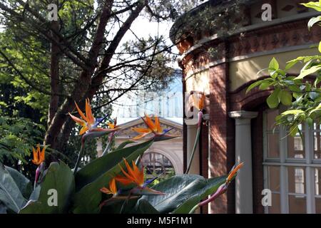 Baden Baden, Allemagne. 31 mai, 2010. crane fleur, fleur, oiseau de paradis (Strelitzia reginae piesang geel), des capacités dans un spa à Florentiner Berg, Allemagne, Bade-Wurtemberg, Baden-Baden | utilisée dans le monde entier : dpa Crédit/Alamy Live News Banque D'Images