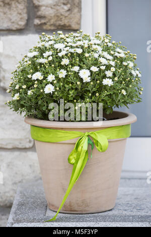 Pot de chrysanthèmes à fleurs blanches à l'extérieur pour la décoration en automne et au début de l'hiver dans un cache-pot brun avec une bande verte Banque D'Images