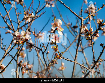 Gros plan sur l'amande, commençant à fleurir au printemps sous le soleil Banque D'Images