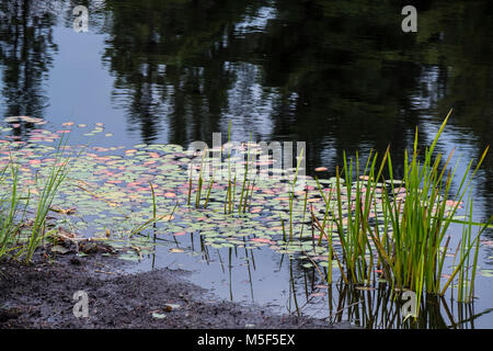 Nénuphar, Boardwalk Spruce Bog, Algonquin Provincial Park, Ontario, Canada. Banque D'Images