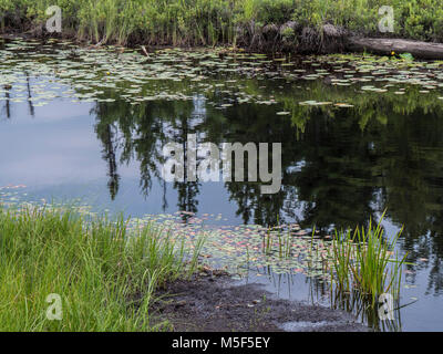 Nénuphar, Boardwalk Spruce Bog, Algonquin Provincial Park, Ontario, Canada. Banque D'Images