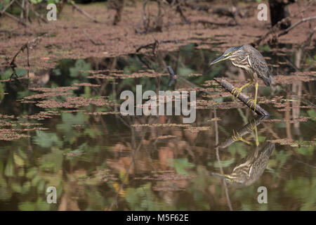 Héron juvénile (Butorides striata) aussi connu que les mangroves, Heron heron petit vert ou heron, est un petit héron, environ 44 cm de hauteur. Banque D'Images