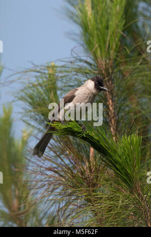 Le bulbul à tête fuligineux (Pycnonotus aurigaster) est une espèce de passereau de la famille des Pycnonotidae bulbul, Banque D'Images