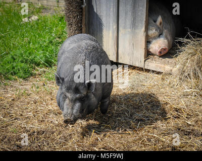 Deux pot bellied vietnamiens porcs (Sus scrofa domestica. f) à la ferme Banque D'Images