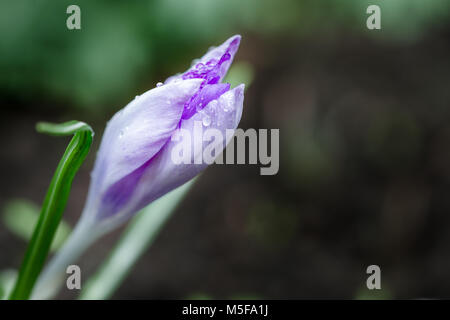 Un crocus mauve avec des gouttes d'eau sur elle Banque D'Images