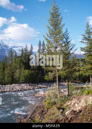 Vue panoramique sur la montagne à partir de la rive du fleuve à Mount Robson. Banque D'Images