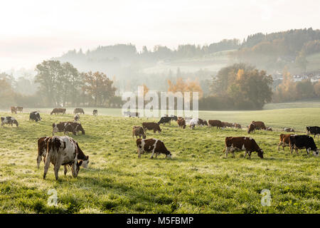 Les vaches Holstein rouges et noirs sont en train de brouter un froid matin d'automne sur un pré en Suisse Banque D'Images