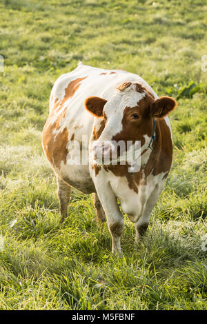 La vache Holstein rouge se dresse sur un froid matin d'automne sur un pré en Suisse Banque D'Images