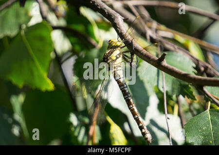 Hawker Libellule sur une branche d'arbre dans la lumière du soleil. Banque D'Images