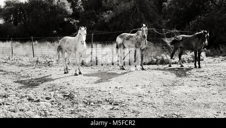 Trois chevaux sauvages portrait dans le pré. photo en noir et blanc Banque D'Images