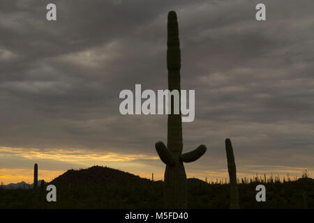 Un seul saguaro domine la scène comme l'sunsetts dans le paysage de l'autre sagurao dans cactus Saguaro National Park (côté ouest). Banque D'Images