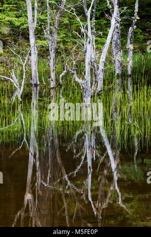 Reflet des arbres dans l'étang près de Reserva Provincial Lago del Desierto, Rio del Vuetas ; Patagonie, Argentine Banque D'Images