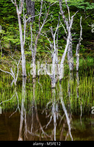 Reflet des arbres dans l'étang près de Reserva Provincial Lago del Desierto, Rio del Vuetas ; Patagonie, Argentine Banque D'Images
