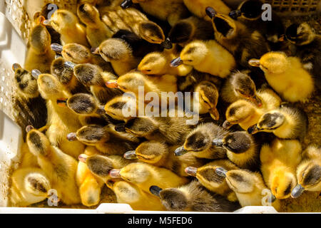Les poussins, les jeunes oies, dans un panier de bambou sont offerts à la vente sur le marché de la rue de la ville Banque D'Images