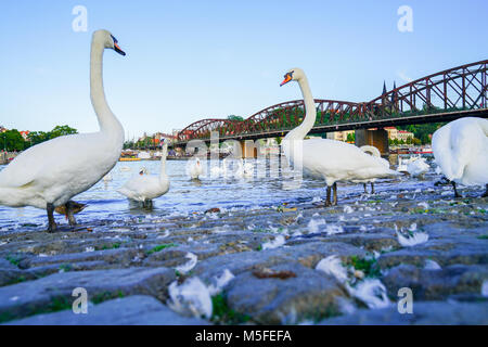 Cygne blanc debout fier côté ouest de la Rivière Vltava avec arrière-plan flou près du vieux pont de chemin de fer acier Prague République tchèque. Banque D'Images