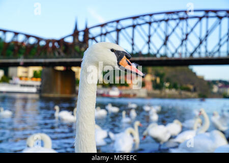 White Swan Portrait fier debout contre l'arrière-plan urbain floue côté ouest de la rivière Vltava près du vieux pont de chemin de fer acier Prague Czech Republ Banque D'Images