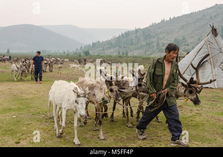 La vie Tsaatan, gardien de rennes, Tsaaganuur, Mongolie Banque D'Images