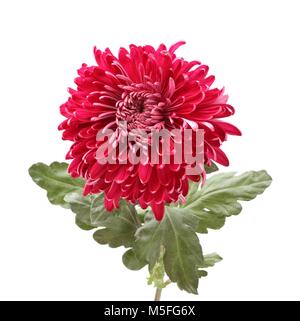 Grande fleur de chrysanthème magenta isolé sur fond blanc Banque D'Images