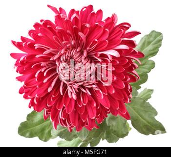 Grande fleur de chrysanthème magenta isolé sur fond blanc Banque D'Images