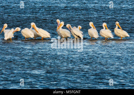 Un grand groupe de pélicans d'Amérique s'asseoir dans une rangée au repos dans les eaux peu profondes se lissant les plumes. Banque D'Images