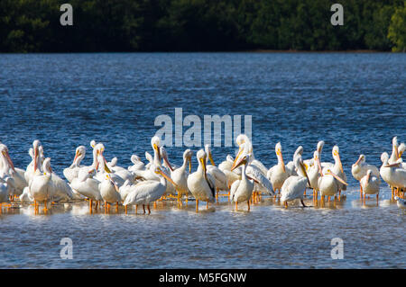 Un grand groupe de pélicans d'Amérique s'asseoir dans une rangée au repos dans les eaux peu profondes se lissant les plumes. Banque D'Images