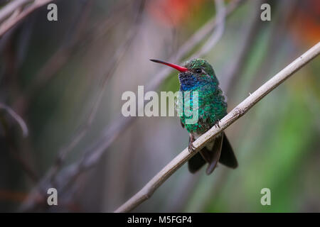 Colibri à bec large (Cynanthus latirostris) mâle adulte perchée sur une branche d'arbre à Tucson, Arizona Banque D'Images