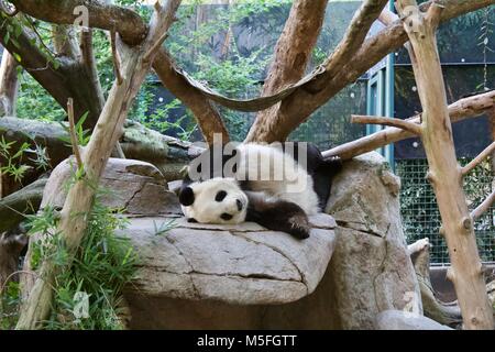 Panda géant Banque D'Images