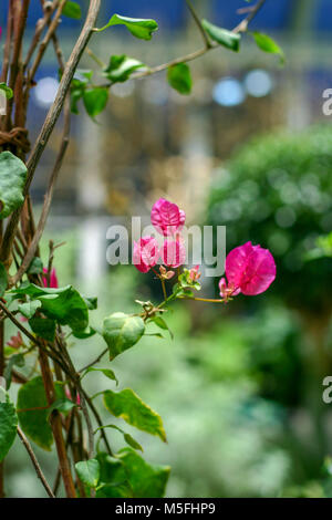 Paperflower Bougainvillea glabra, (Trillingblomma) Banque D'Images