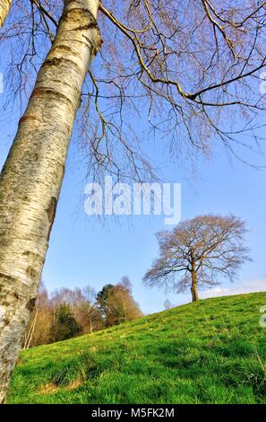 Paysage rural et un arbre de chêne entre Sariego et Nava, Asturias, Espagne Banque D'Images