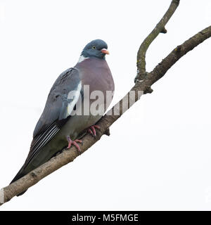 Ramier isolées (Columba palumbus) assis sur fond blanc, de la direction générale Banque D'Images