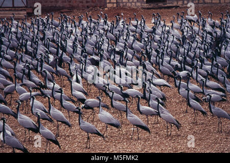 La migration des grues Demoiselle à Khichan, Rajasthan, Inde Banque D'Images