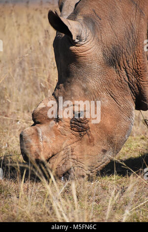 Un livre blanc du dehorned rhino pour arrêter le braconnage en Afrique du Sud vu de côté en vue de la tête montrant clairement que l'impact physique de l'un Banque D'Images