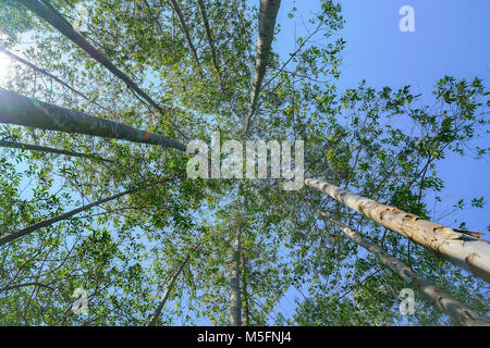 De grands arbres rising skyward skyward convergents avec des feuilles vertes au-delà de grand arbre-troncs. Banque D'Images