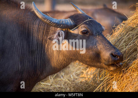 Portrait buffalo thaï Banque D'Images