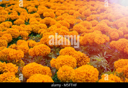 Orange tagetes Tagetes erecta Banque D'Images