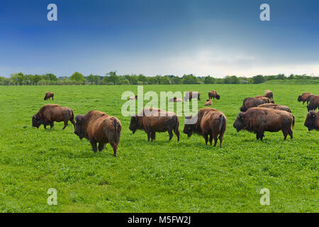 Insolite et unique troupeau de bisons domestiqués, Curagha, près de Ashbourne, comté de Meath, Irlande Banque D'Images