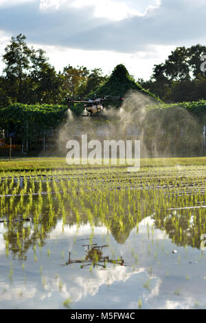 La réalisation de l'agriculture, drone drone photo image de l'agriculture portent un réservoir d'engrais liquide en survolant le champ de riz et d'en arroser une sp de riz Banque D'Images