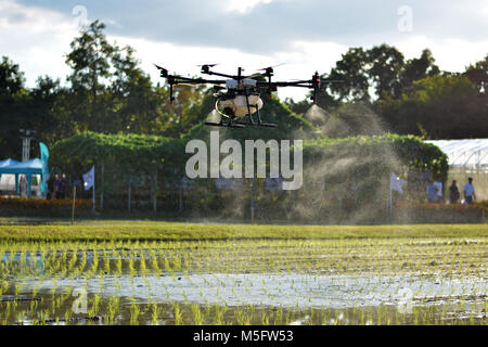 La réalisation de l'agriculture, drone drone photo image de l'agriculture portent un réservoir d'engrais liquide en survolant le champ de riz et d'en arroser une sp de riz Banque D'Images