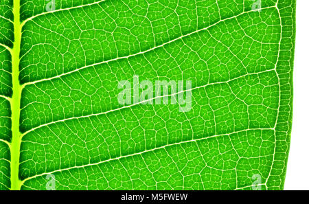 Bord de feuille plumeria ou frangipanier, un portrait photo image au bord de l'établissement frangipani plumeria ou feuille sur fond blanc afficher la texture de la feuille fine et patt Banque D'Images